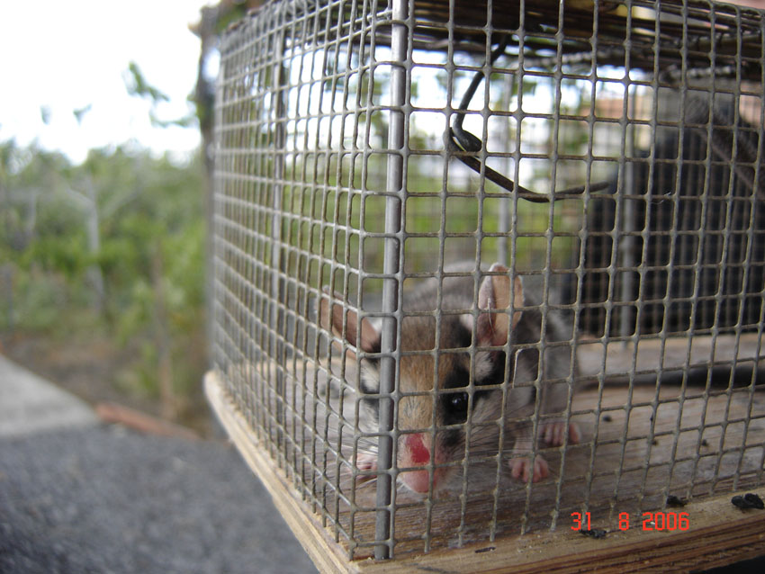 Topo quercino Eliomys quercinus pallidus